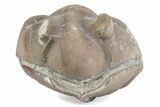 Bargain, Enrolled Asaphus Trilobite - Russia #363256-1